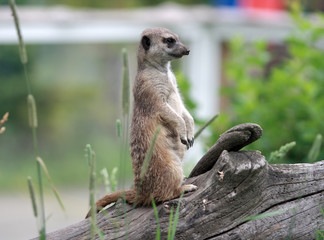 meerkat