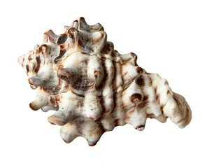 seashel sea life marine