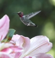 Fototapeta na wymiar koliber w lilie