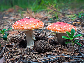 Beautiful red amanita in the natural environment