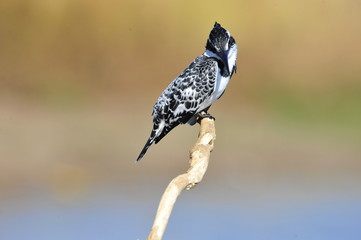 Pied Kingfisher (Ceryle rudis)