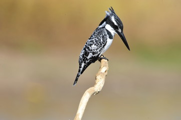 Obraz premium Pied Kingfisher (Ceryle rudis)