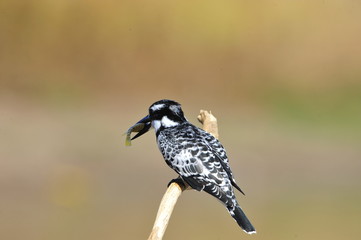 Pied Kingfisher (Ceryle rudis) with fish