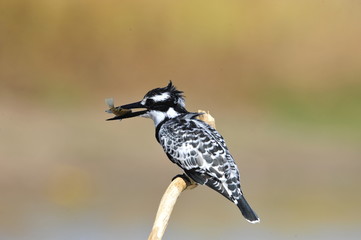Малый пегий зимородок с уловом
