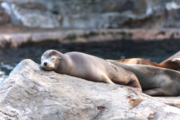 sea lion