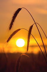 The sun rises over a wheat field