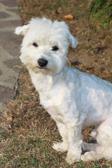 cane Maltese tosato