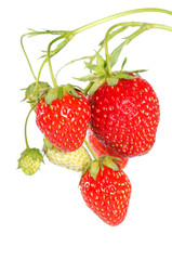 Fresh strawberry