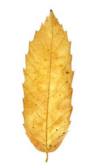 Autumn chestnut leaf on white background