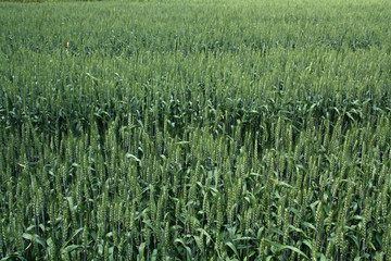 green wheat in the fields in the countryside, northen China
