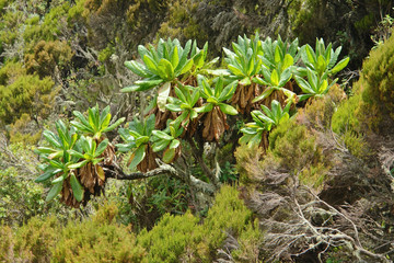 vegetation around Mount Muhabura in Uganda
