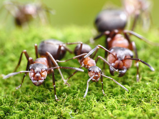 ants always mean family relations