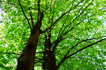 Sunlight in the green forest