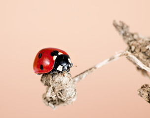 Ladybird  aka Ladybug in habitat - Coccinella 7-punctata