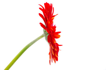 red gerbera