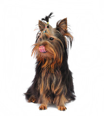Yorkshire terrier puppy on white