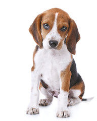 beagle puppy - obrazy, fototapety, plakaty