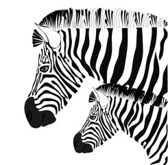 Fototapeta na wymiar Zebra i dziecka