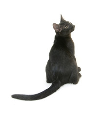 Black cat on white background
