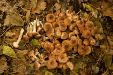 opieńki © JoannaTkaczuk