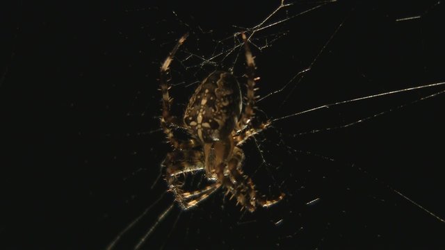 Spinne im Netz