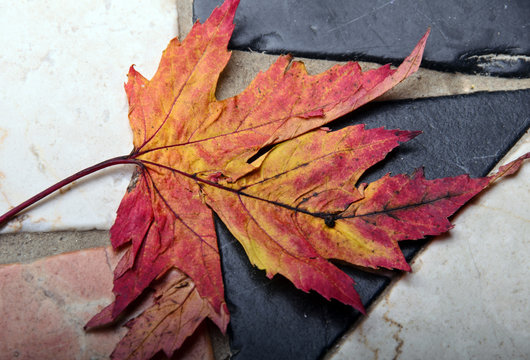 Herbstliches Arhornblatt auf gewaschenem Marmor
