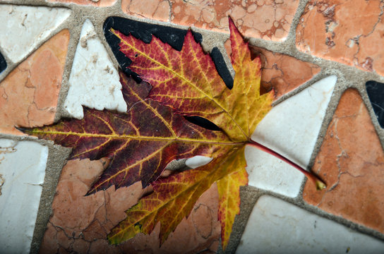 Herbstliches Arhornblatt auf Mosaik aus gewaschenem Marmor