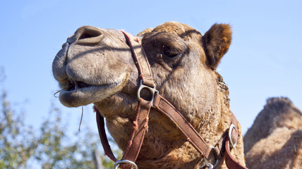 camel in desert