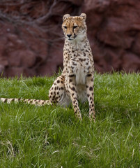 chita eating