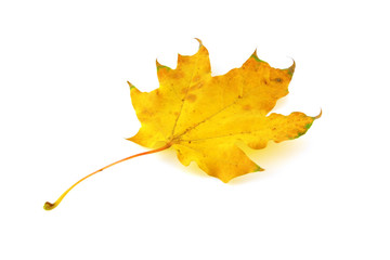 Autumn leaf of maple