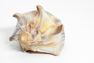 Meeresschnecken auf weißem Hintergrund