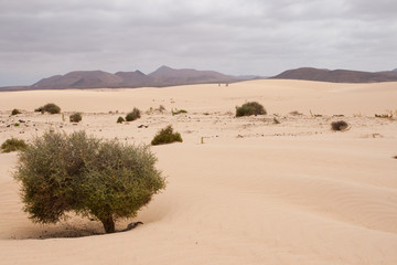 Fototapeta na wymiar Parku Corralejo - Fuerteventura