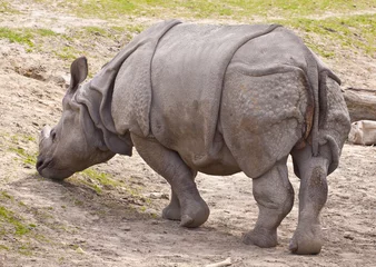 Foto op Plexiglas Wild Rhinoceros © Foto Factory