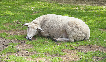 Naklejka na ściany i meble owiec na farmie