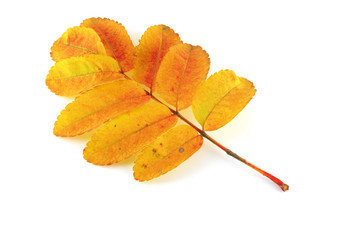 Autumn twig of rowan-tree