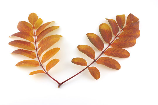 Two twigs of rowan-tree