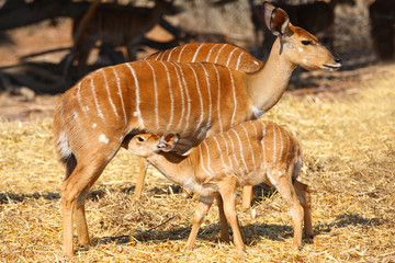Fototapeta na wymiar impala