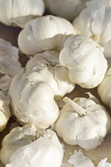 garlic - close up