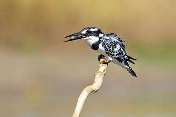 Pied Kingfisher with fish