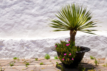 Betancuria vaso con Palma