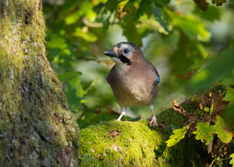 Jay in Oak tree