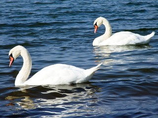 Obraz premium Zwei Schwäne auf der Ostsee, Boltenhagen, Mecklenburg-Vorpommern, Ostsee, Deutschland, Europa