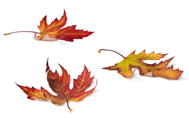 Autumn colored leafs