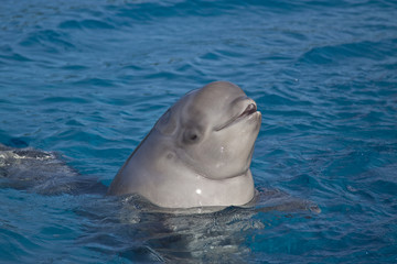 Fototapeta premium beluga whale