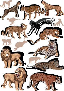 set of big color cats illustration