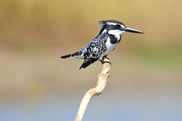 Obraz premium Pied Kingfisher