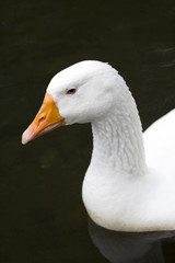 duck close up