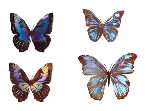 four brown and blue butterflies