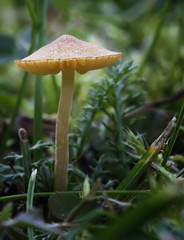 mushroom macro