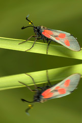 Zygaena viciae